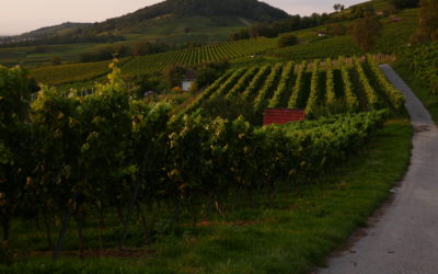 Natürlich aus dem Kreis Bergstraße! Die Zukunft von Landwirtschaft und Weinbau